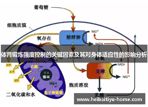 体育锻炼强度控制的关键因素及其对身体适应性的影响分析